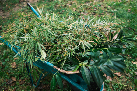 3_bambus in lovorikovec